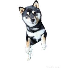 若竹智司ブリーダー